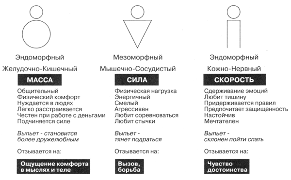 Три типа строения человеческого тела и их характеристики